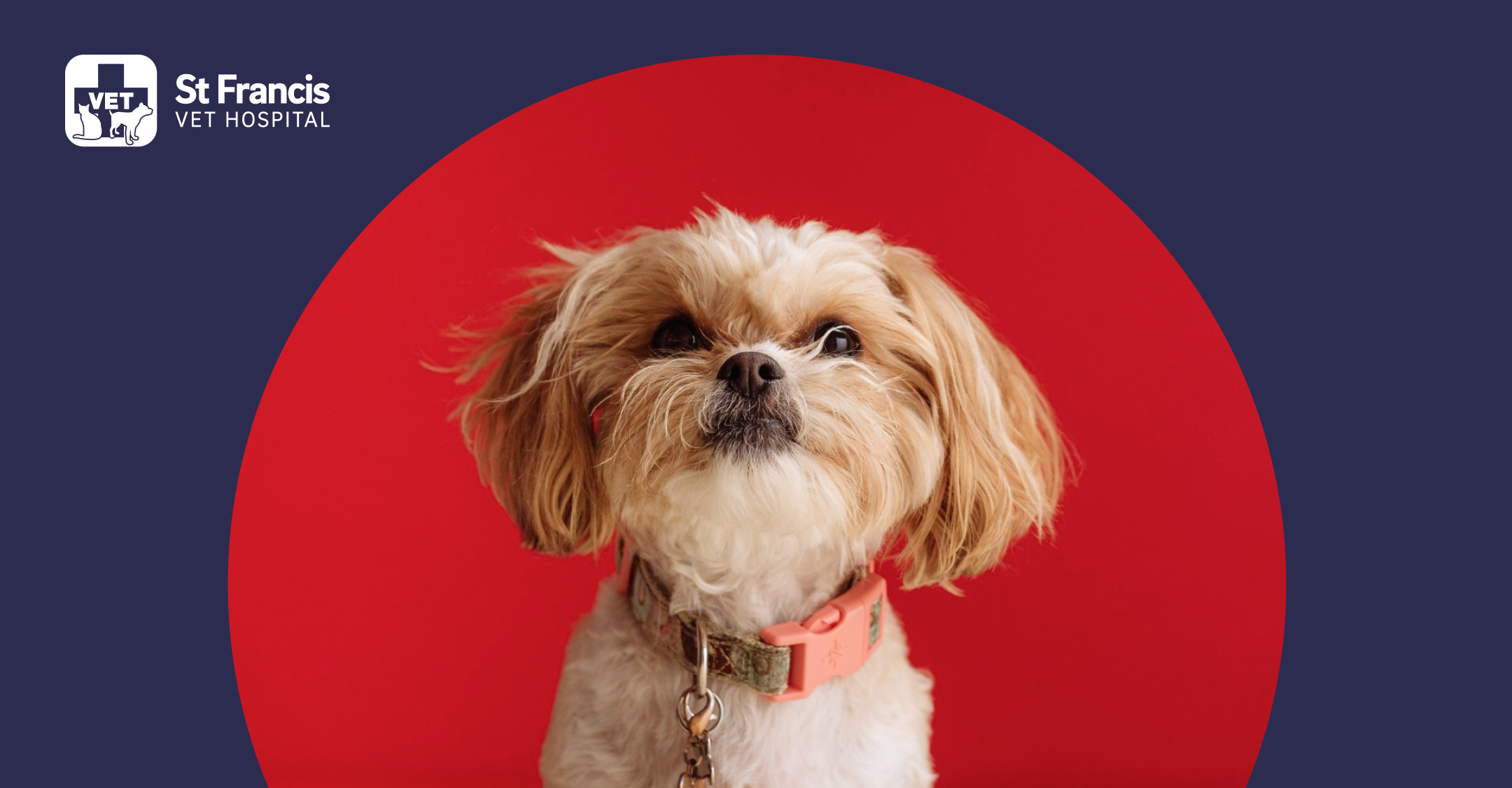 Dog looks into the camera, St Francis Vet Hospital logo is at top left