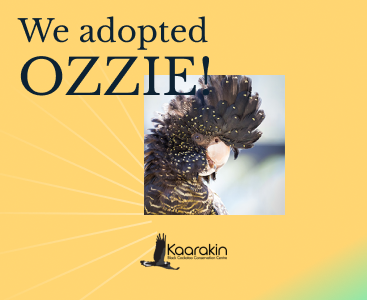 Meet Ozzie! Image